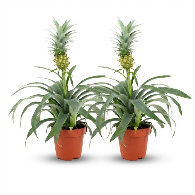 Planta de piña Mi Amigo - ↕35-40cm - Ø12cm - 2x