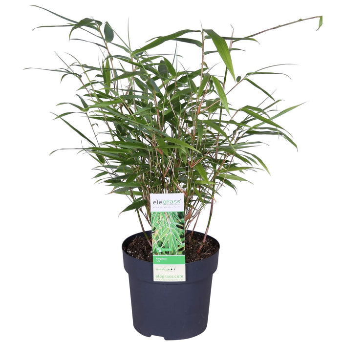 Fargesia rufa - Niet woekerende bamboe - ↕40cm - Ø14cm