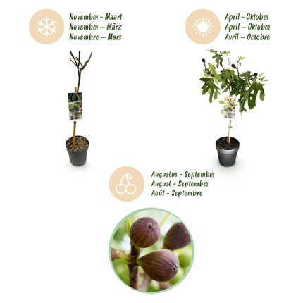 Ficus carica Little Miss Figgy - Haveplante - Grøn Frugt - ↕90cm - Ø19cm