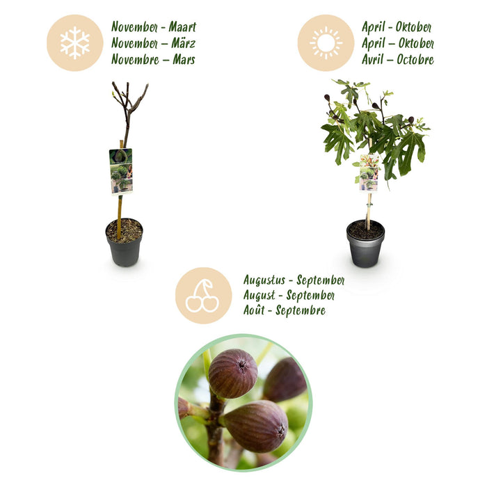 Ficus carica Little Miss Figgy - Terras Plant - Bladverliezend - Winterhard - Groene Vrucht - Pot 19cm Hoogte 90cm