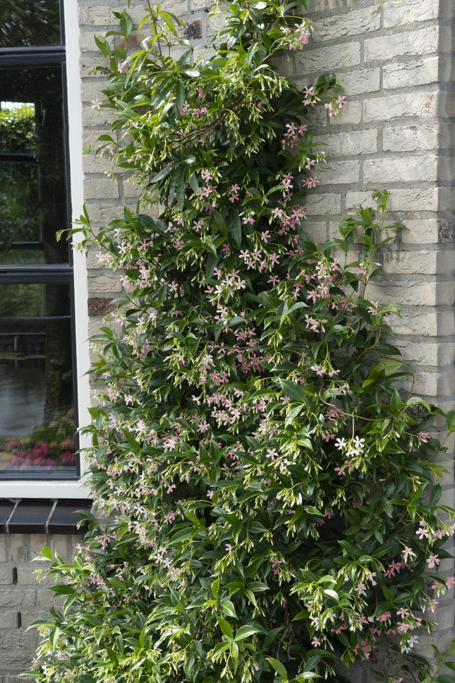 Trachelospermum Mix - Tuscan Jasmine - ↕65cm - Ø15cm - 3x