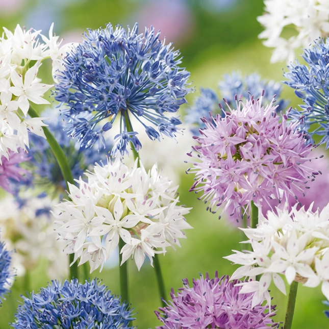 15x Allium Buzzing Beauties - Blomsterløg - Prydløg Buzzing Beauties - Diverse - Sommerblomst - Løgstørrelse 6/7