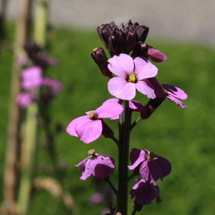 Erysimum 'Bowles' Mauve' - Steenraket - ↕10-25cm - Ø9cm - 6x