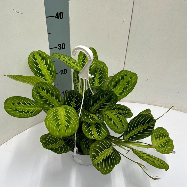 Maranta Leuconeura 'Fascinator', pot suspendu citron vert - ↕40 cm - Ø15 cm