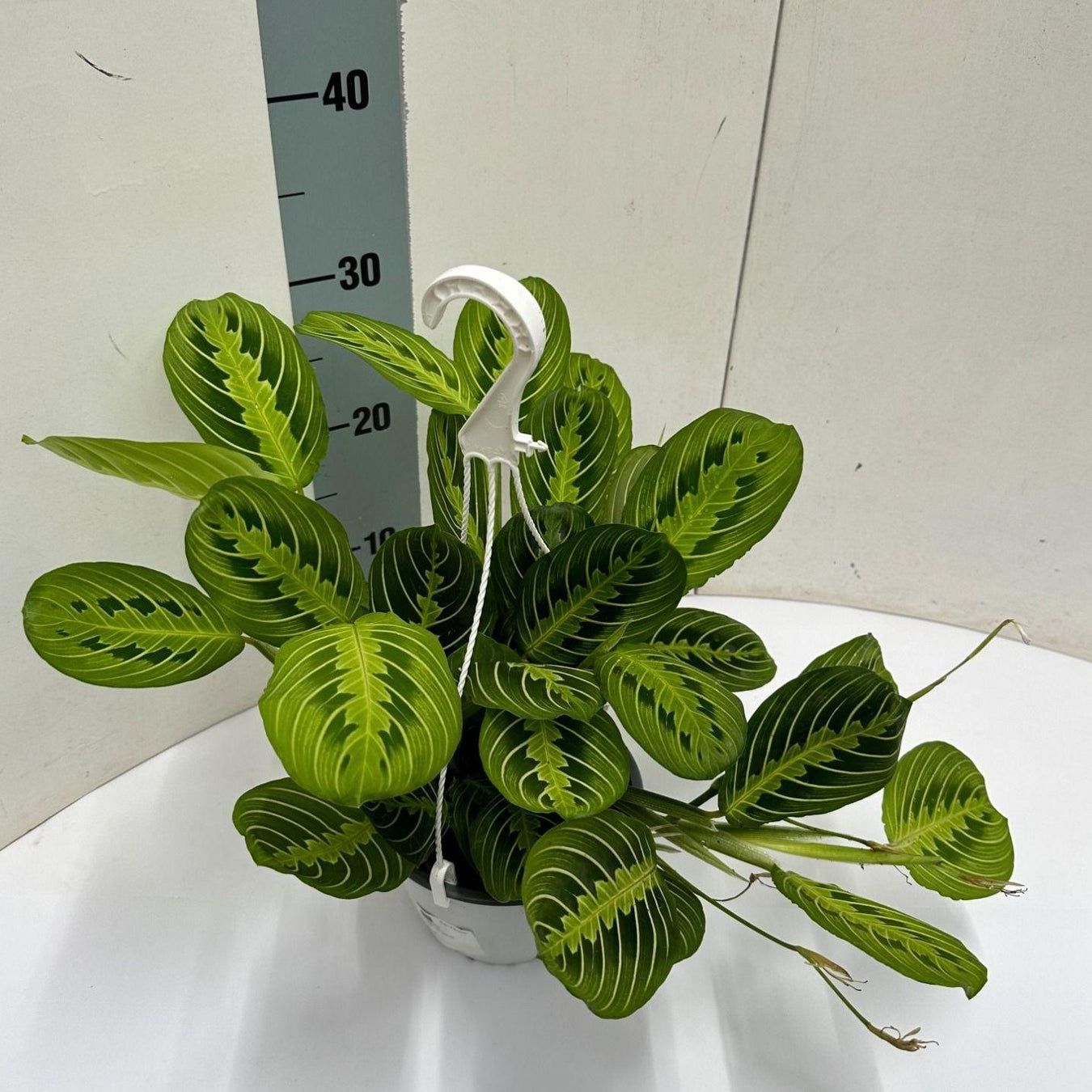 Maranta