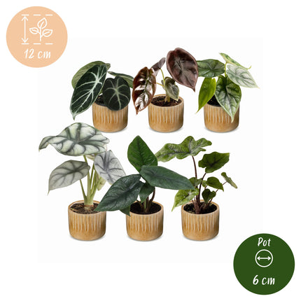 Baby Alocasia Familie 6x - Rood - Groen - Zwart - Zilver - Grijs - Tropisch - incl. Linnea Honey - Ø6cm - ↕12cm