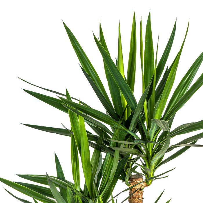 Yucca Elephantipes Vertakt met mand - ↕80-100cm - Ø24cm