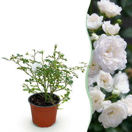 Rosa White Fairy - Roos - Winterhard - Wit - 1 Plant - Pot 12cm - Hoogte Hoogte 20-25cm