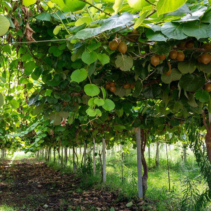 Fruitplant - Groene Kiwi - Actinidia deliciosa Jenny  - Groene Vrucht - 2 planten - Pot 15cm Hoogte 50cm