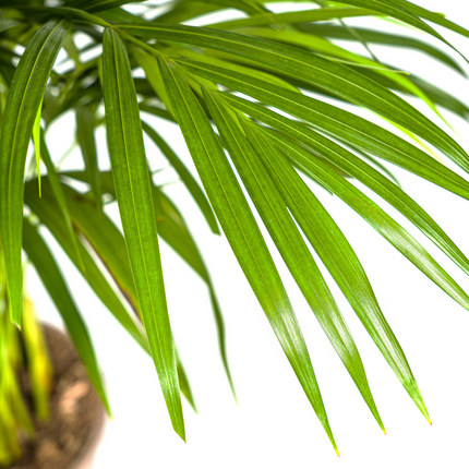 Dypsis Areca Lutescens con cesta - ↕100-120cm - Ø21cm