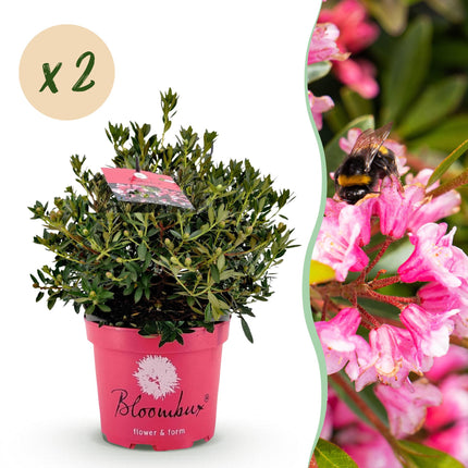 Dwerg Rhododendron - Rhododendron Bloombux Magenta - Bloeiende Buxus - Roze Bloem - ↕45-55cm - Ø23cm - 2x