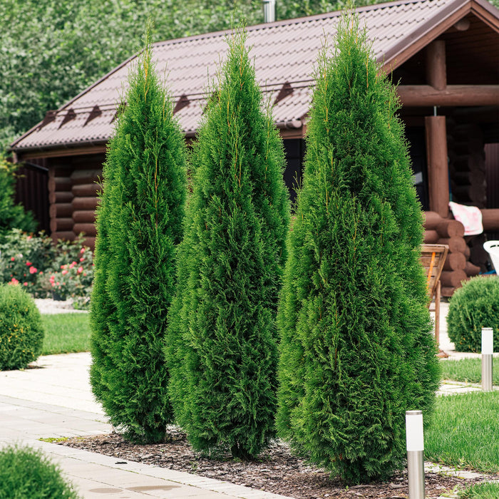 Haagplanten - Thuja occidentalis Smaragd - blad groen - 6 planten - 1 strekkende meter - groenblijvend - pot 17cm hoogte 60cm