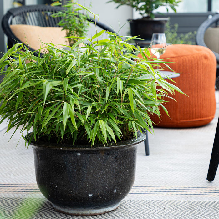 Bamboe - Fargesia rufa - Groen - 4 Planten - Bladhoudend - Niet Woekerend- Pot 14cm Hoogte 35cm