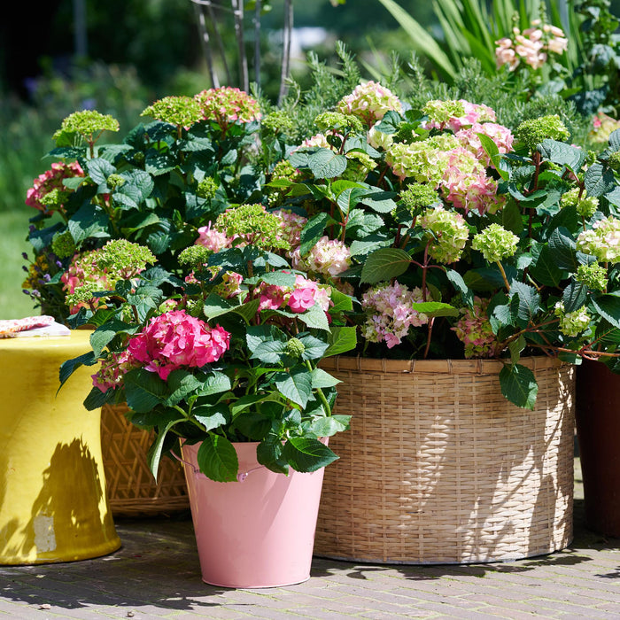 Hydrangea Endles Summer The Original Pink - Hortensia - Roze - ↕20-25cm - Ø14cm - 2x
