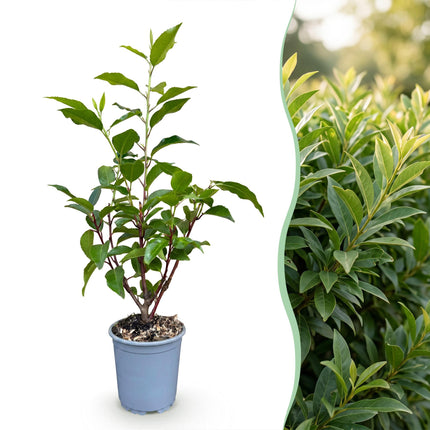 Prunus lusitanica Angustifolia - Portugese Laurier - 24x Haagplanten - Groenblijvend - Groen - Pot 9cm - Hoogte 25-35cm