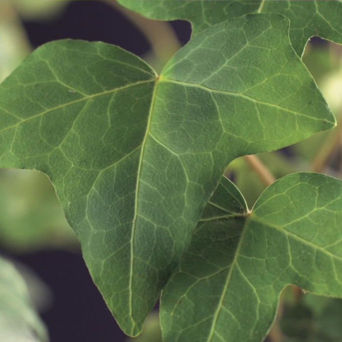 Hedera Helix - Blad groen - ↕40cm - Ø11cm - 2x