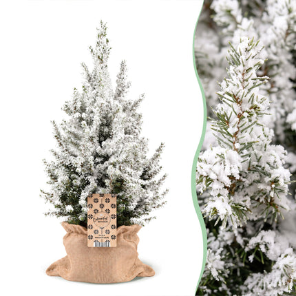 2x Picea glauca Conica - Kegelspar - Groen - Wit - Kerstboom - incl. jute zak - Ø19cm - ↕65cm