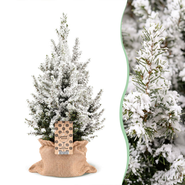 2x Picea glauca Conica - Kegelspar - Groen - Wit - Kerstboom - incl. jute zak - Ø19cm - ↕65cm
