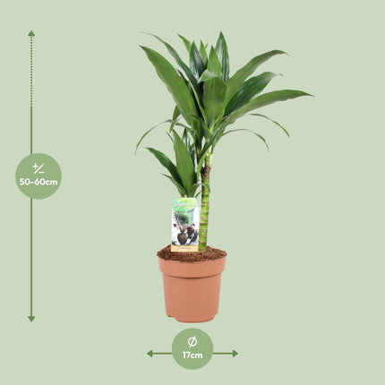 Dracaena Janet Craig - Dragon Plant - ↕60cm - Ø17cm
