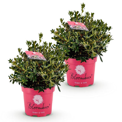 Dwerg Rhododendron - Rhododendron Bloombux Magenta - Bloeiende Buxus - Roze Bloem - ↕45-55cm - Ø23cm - 2x