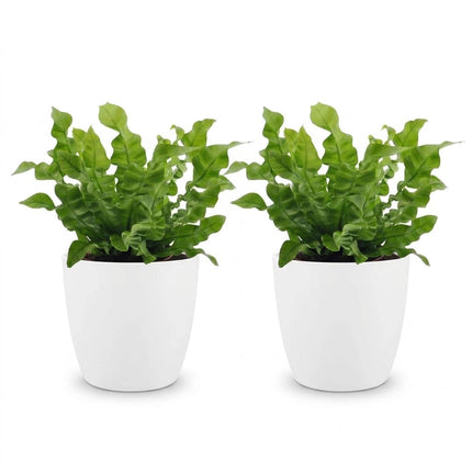 Asplenium Crispy Wave - met witte pot - ↕30cm - Ø12cm - 2x