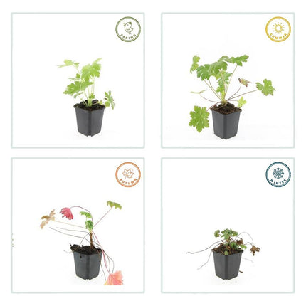 Geranium macrorrhizum 'Ingwersen's Variety' - ↕10-25cm - Ø9cm - 48x