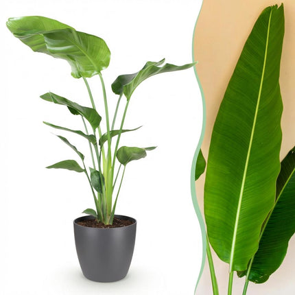 Strelitzia Nicolai - Paradijsvogelplant - met grijze plantenpot - ↕110-120cm - Ø21cm