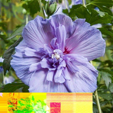 Hibiscus syriacus Blue Chiffon® - Plant op stam - Terras Plant - ↕90cm - Ø19cm