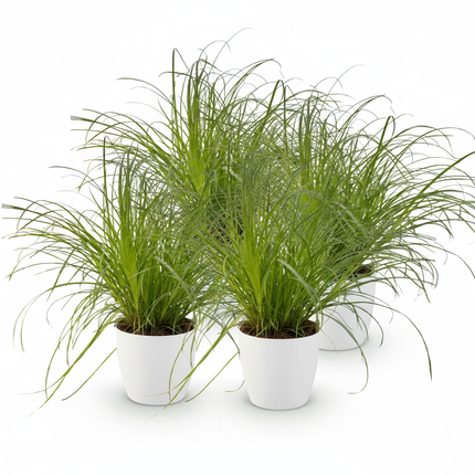 Cyperus alternifolius Zumula - Cat grass - with white plant pots - ↕20cm - Ø12cm - 4x