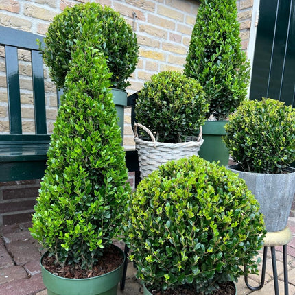 Ilex pyramid - ↕55cm - Ø21cm - 1x