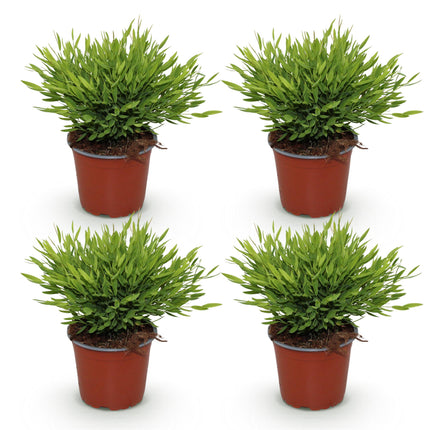 Bamusa Pogonatherum Monica - Bambou d'intérieur - ↕30-35cm - Ø12cm - 4x