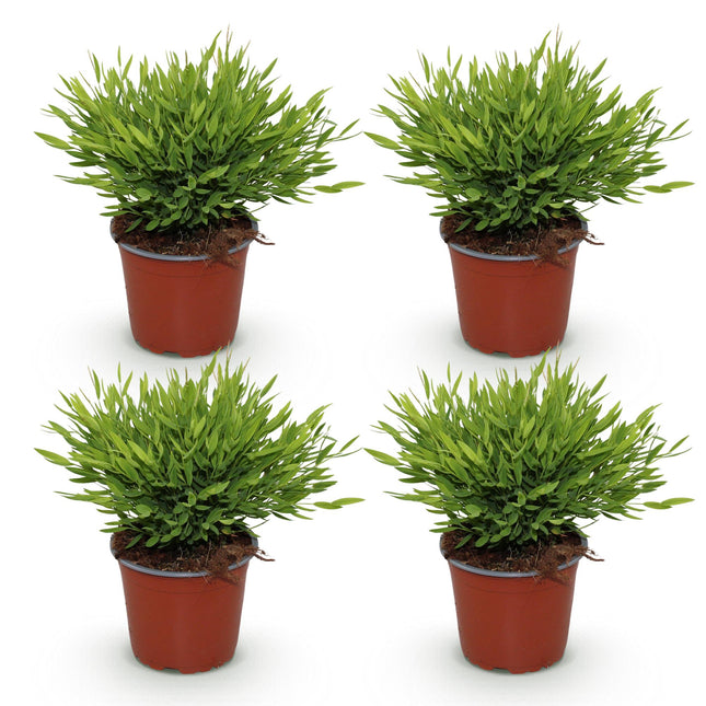 Bamusa Pogonatherum Monica - Indoor-Bambus - ↕30-35cm - Ø12cm - 4x