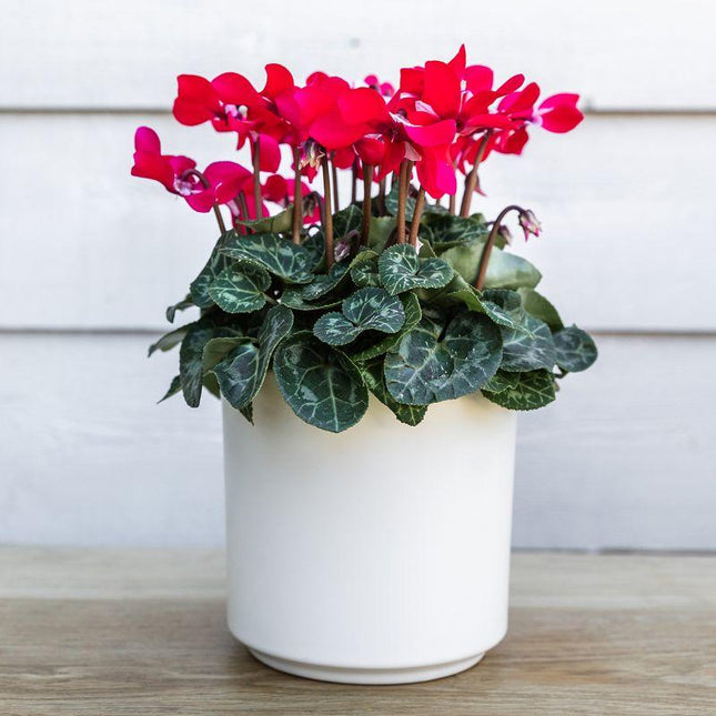 Kolibri Home | Maceta Simplicity - Maceta decorativa de cerámica - Blanca - 12 cm