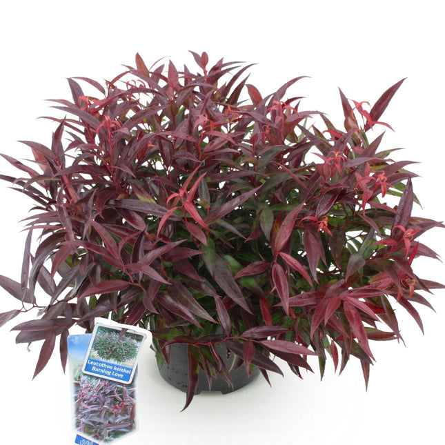 Leucothoe Burning Love - Rouge - 1 plante - Persistant - Entretien facile - Pot de 17 cm - Hauteur 45 cm
