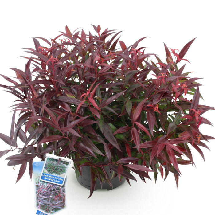 Leucothoe Burning Love - Rood - 1 Plant -  Groenblijvend - Weinig Onderhoud - Pot 17cm Hoogte 45cm