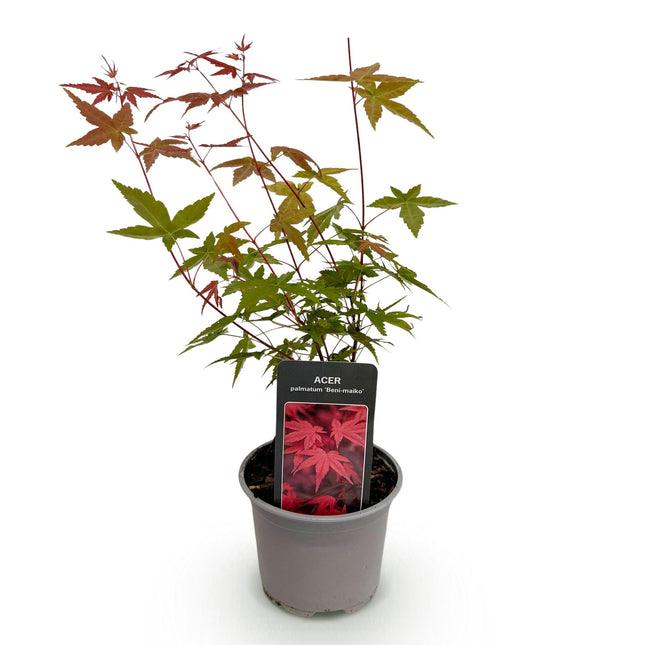 Japanese Maple - Acer Palmatum Beni-maiko - Red - ↕35cm - Ø12cm