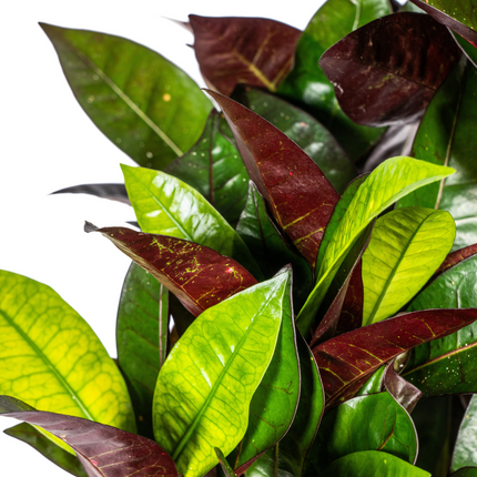 Codiaeum 'Croton' Iceton with basket - ↕60-80cm - Ø21cm