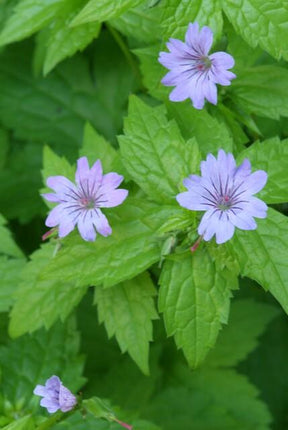 Geranium nodosum - ↕10-25cm - Ø9cm - 48x