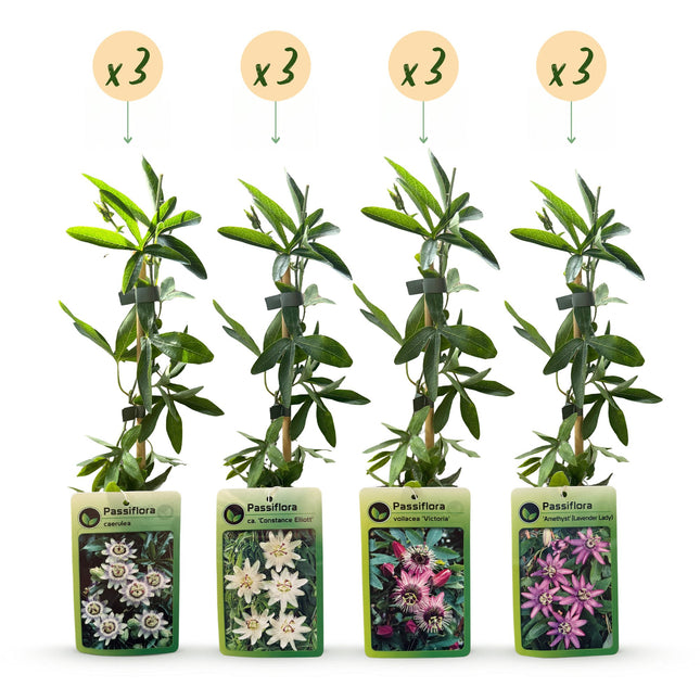 Passiflora Regenboog - Passiflora Rainbow 12x - Wit - Paars - Roze - Paars - Klimplant - Ø9cm - ↕35cm