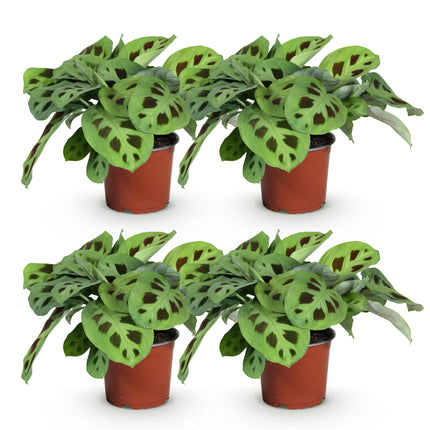 Maranta Fascinator Kerchoveana - Plante de prière - ↕30-35cm - Ø12cm - 4x