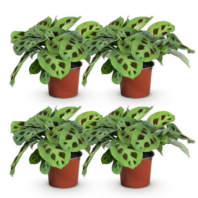 Maranta Fascinator Kerchoveana - Planta de oración - ↕30-35cm - Ø12cm - 4x