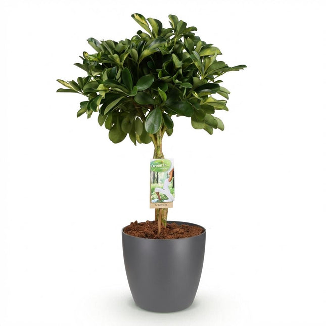 Schefflera Gold Capelle - Albero a dita - con vaso grigio - ↕70-80cm - Ø21cm