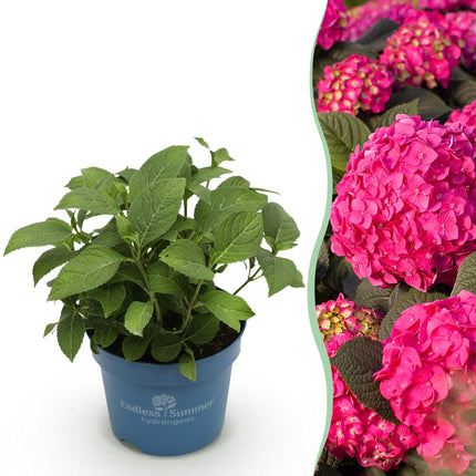 Hydrangea Endles Summer Summer Love Red - Hortensia - Rood - ↕20-25cm - Ø14cm