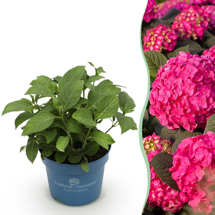 Hydrangea Endles Summer Summer Love Red - Hortensia - Rood - ↕20-25cm - Ø14cm