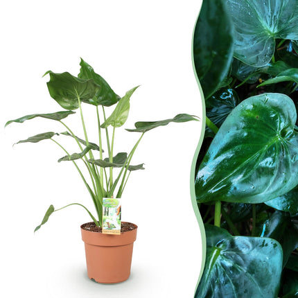 Alocasia Cucullata - Buddha's Hand - ↕65-70cm - Ø21cm