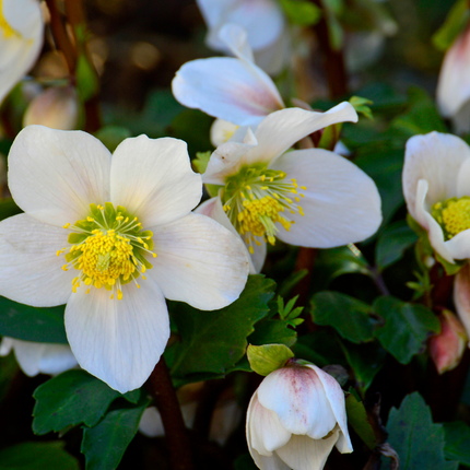 Helleborus niger ‘Christmas Carol’ - Kerstroos - ↕20cm - Ø7cm - 24x