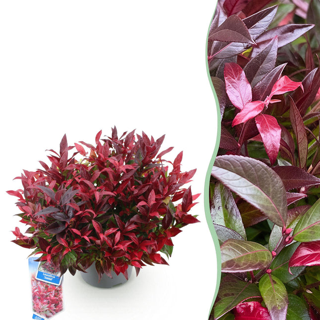 Leucothoe Zeblid - Rouge - 1 plante - Persistant - Peu d'entretien - Pot de 17 cm - Hauteur 45 cm