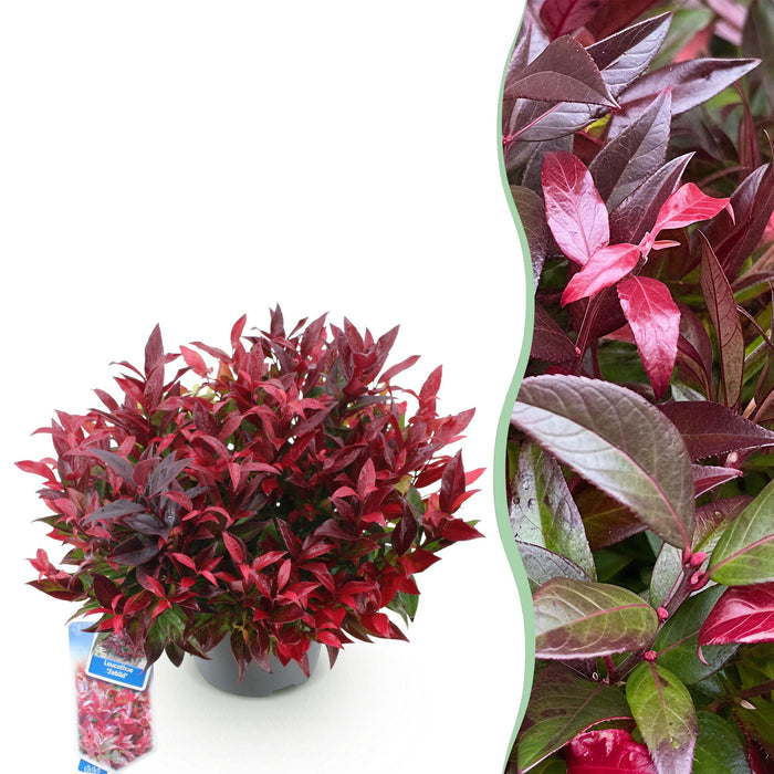 Leucothoe Zeblid - Rood - 1 Plant - Groenblijvend - Weinig Onderhoud - Pot 17cm Hoogte 45cm