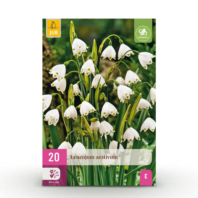 Bulbi da fiore - Leucojum Aestivum - Colore bianco - 20 pezzi - Misura bulbo 8/9 - Confezione XXL