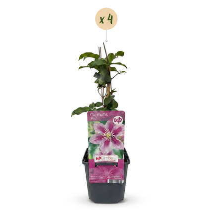 Clematis Piilu - Bosrank 4x - Wit - Roze - Klimplant - Ø9cm - ↕35cm